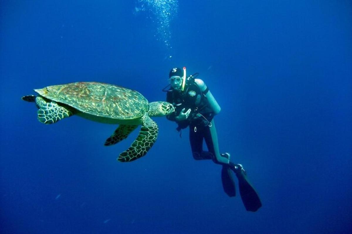 a diver is hugging a turtle in the water