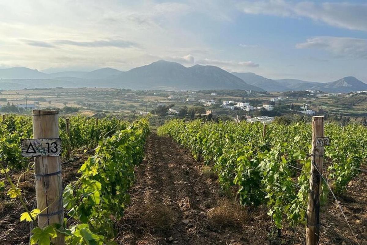 polje vinske trte z gorami v ozadju