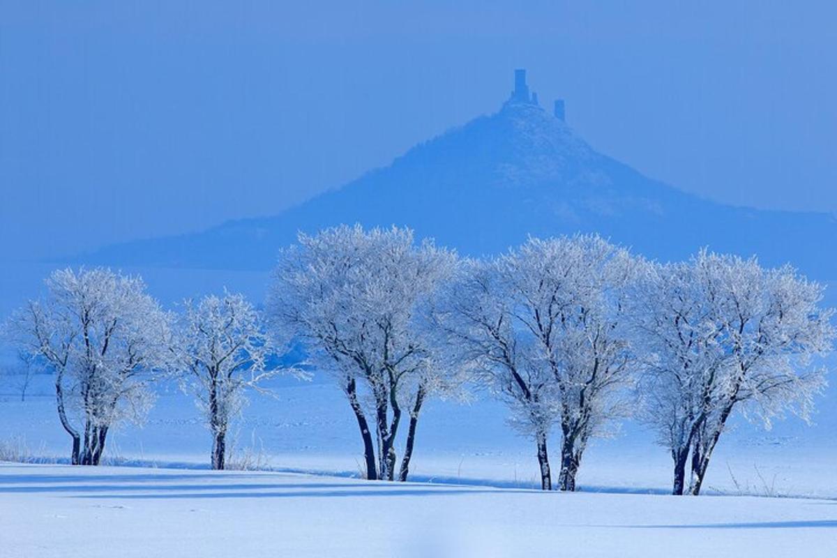 um grupo de árvores com uma montanha ao fundo