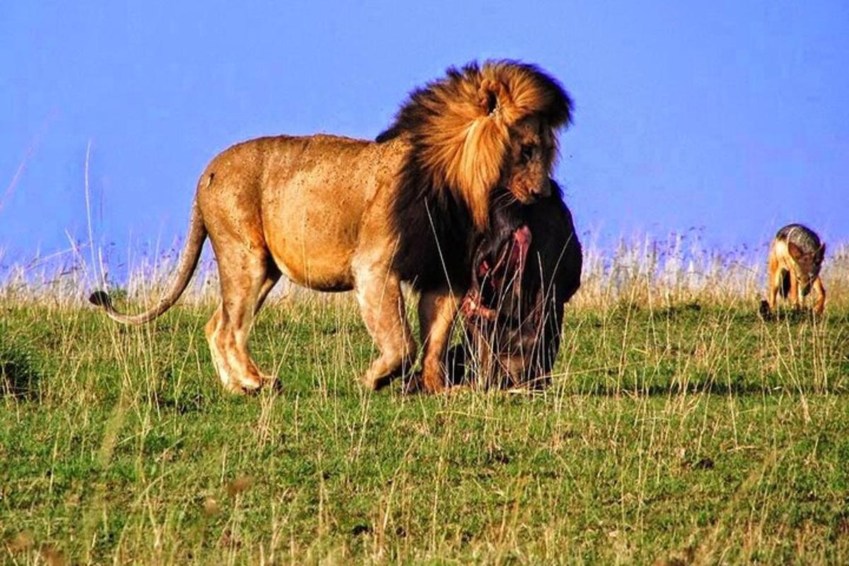 Un león parado en un campo de hierba