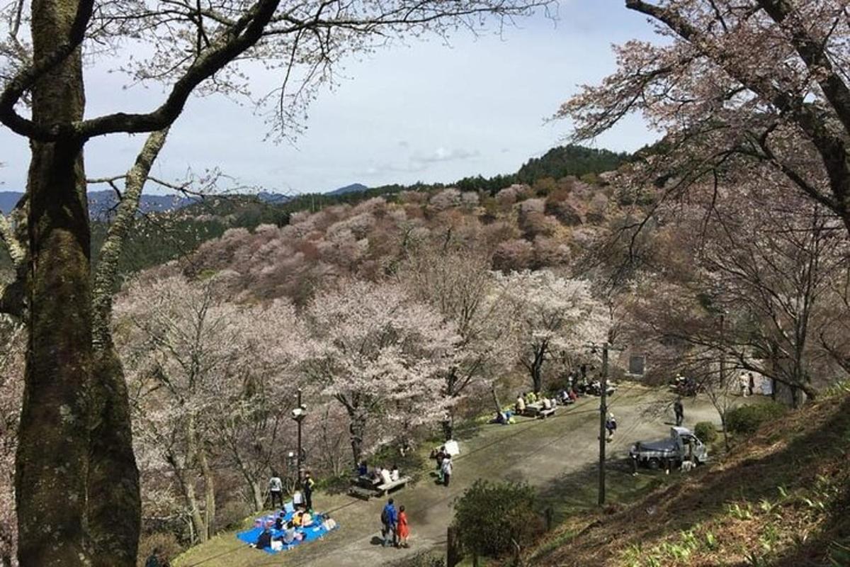 un parco con ciliegie e persone sedute a un tavolo
