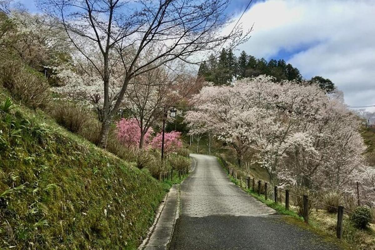 una strada con alberi in fiore sul fianco di una collina