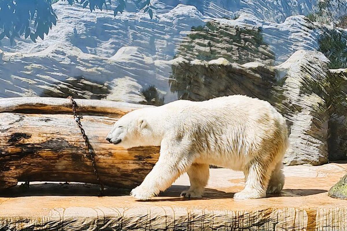 isang polar bear na nakakadena sa isang log sa isang zoo