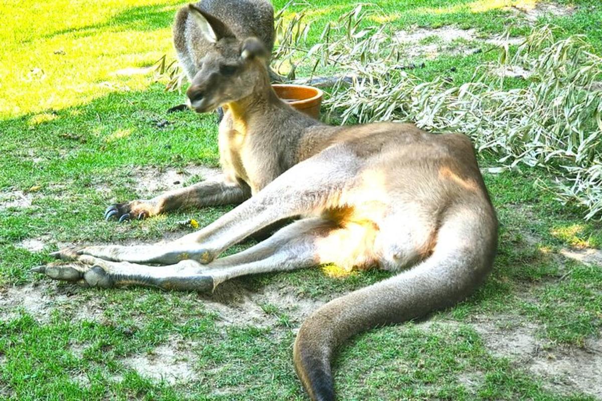 isang kangaroo na nakahiga sa lupa sa damuhan