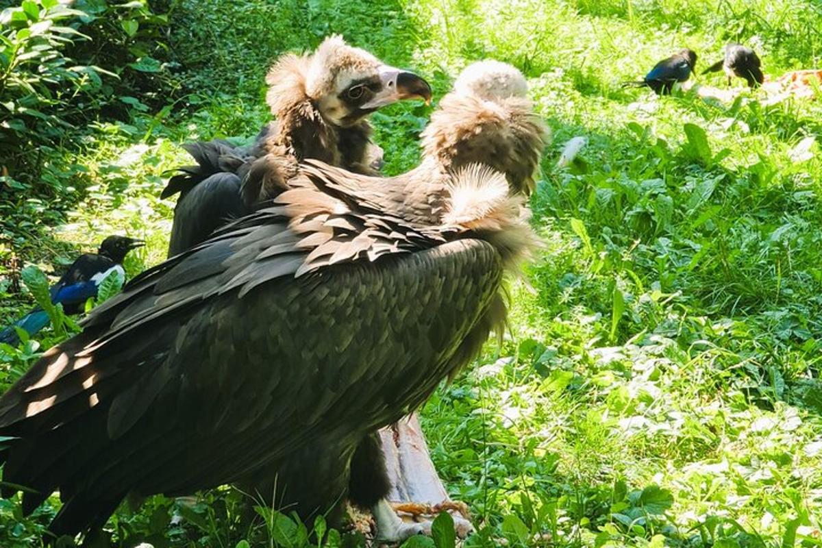 dua monyet duduk di atas burung besar