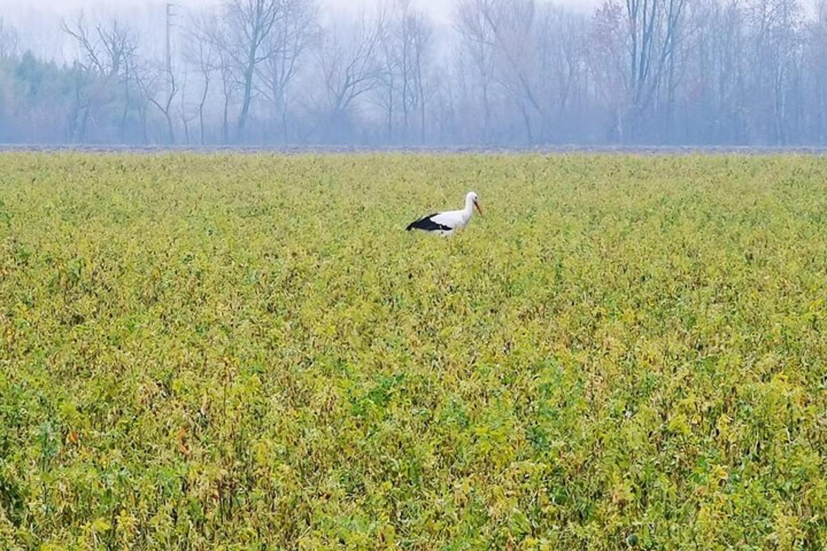 a bird standing in a field of grass