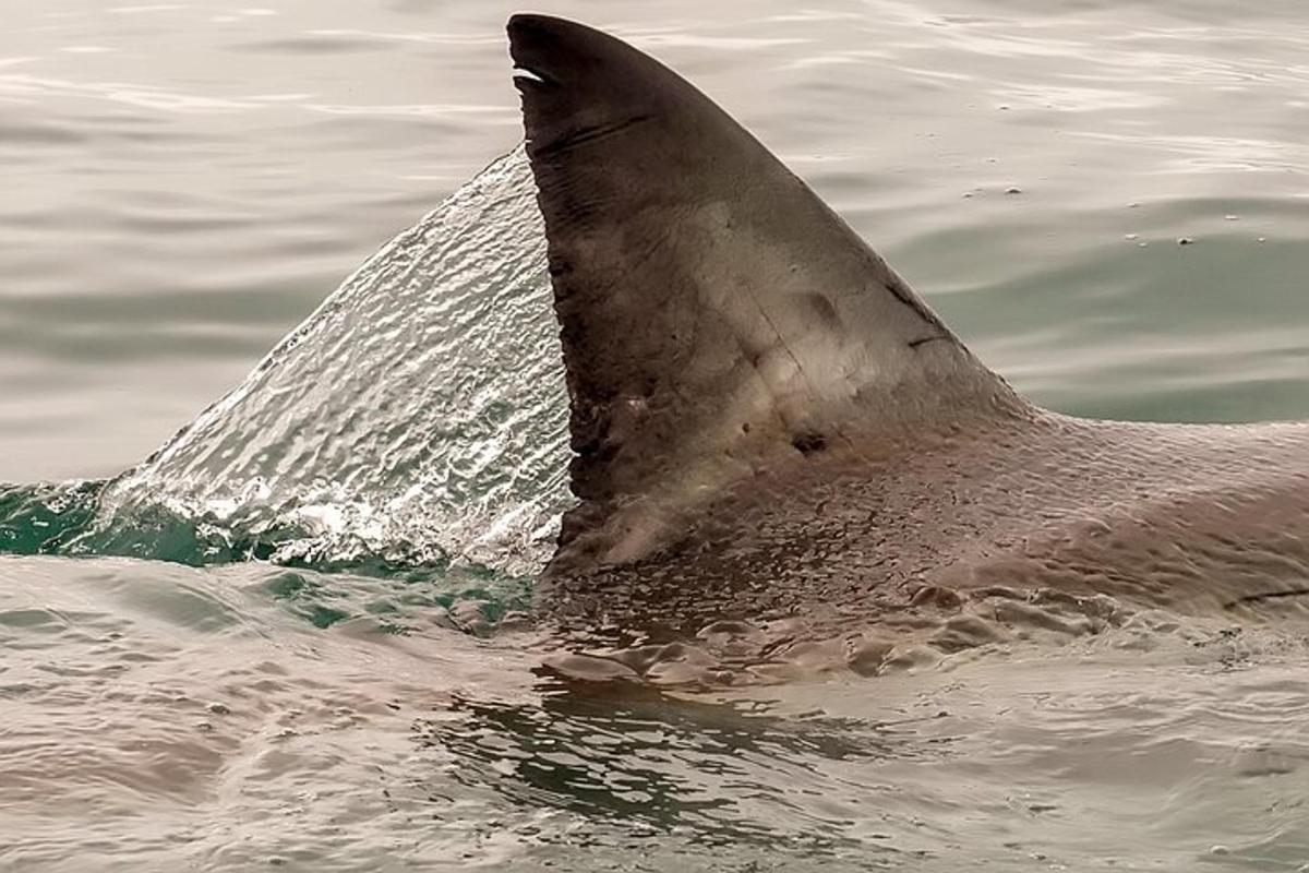ein Delphin im Wasser mit herausstehender Schwanzflosse