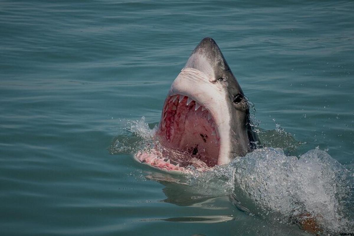 ein Hai mit offenem Maul im Wasser