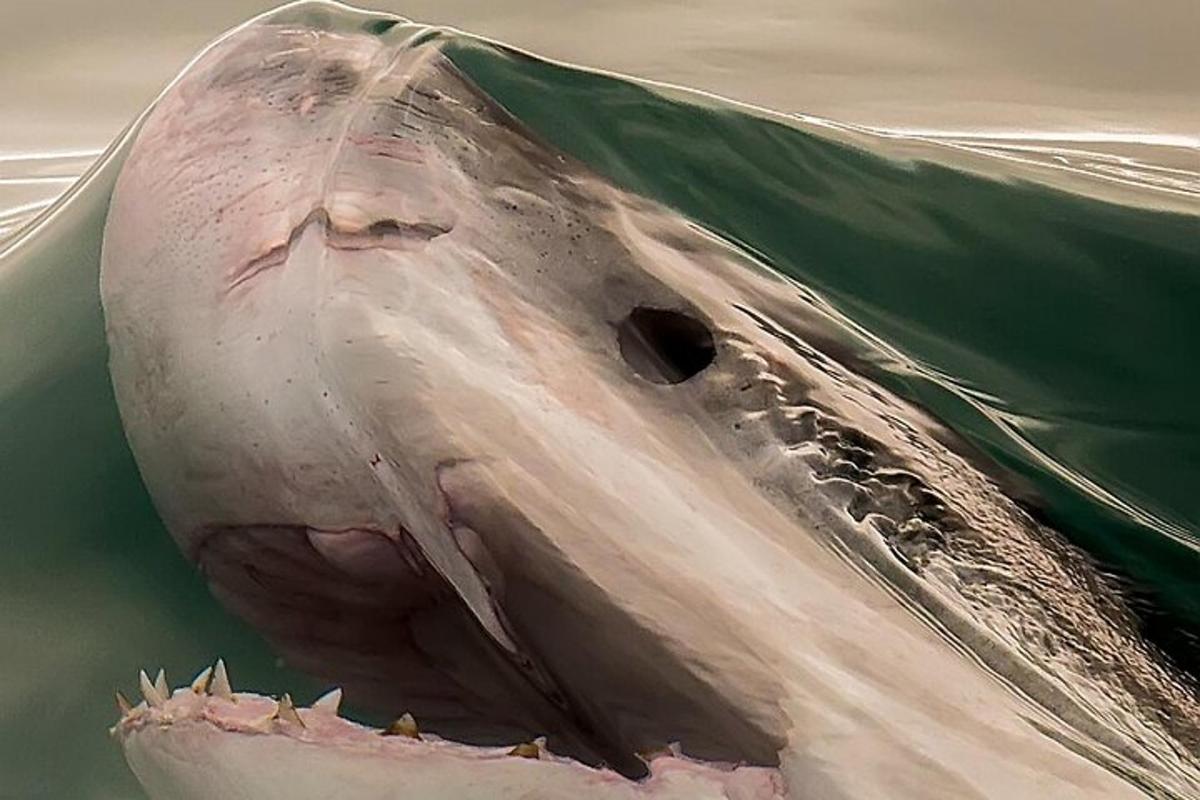 ein Hai streckt seinen Kopf aus dem Wasser
