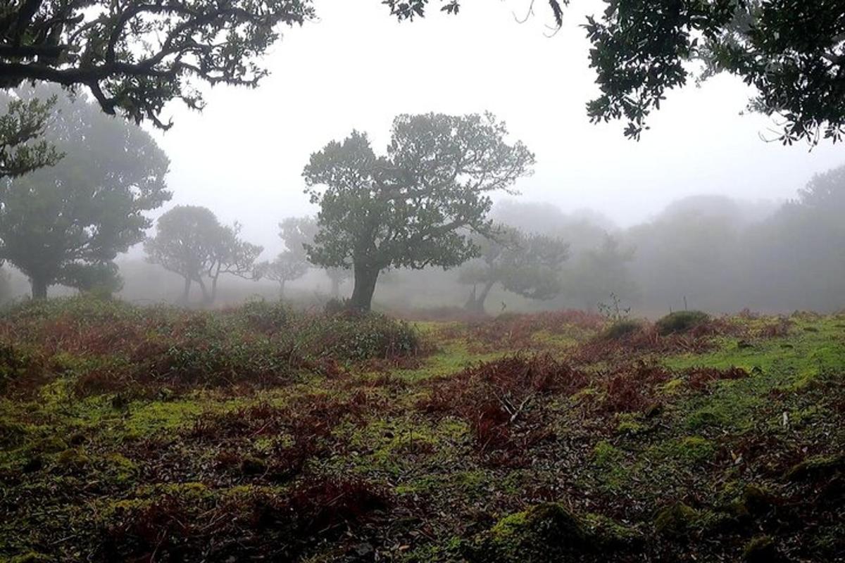 un camp ennuvolat amb arbres al mig
