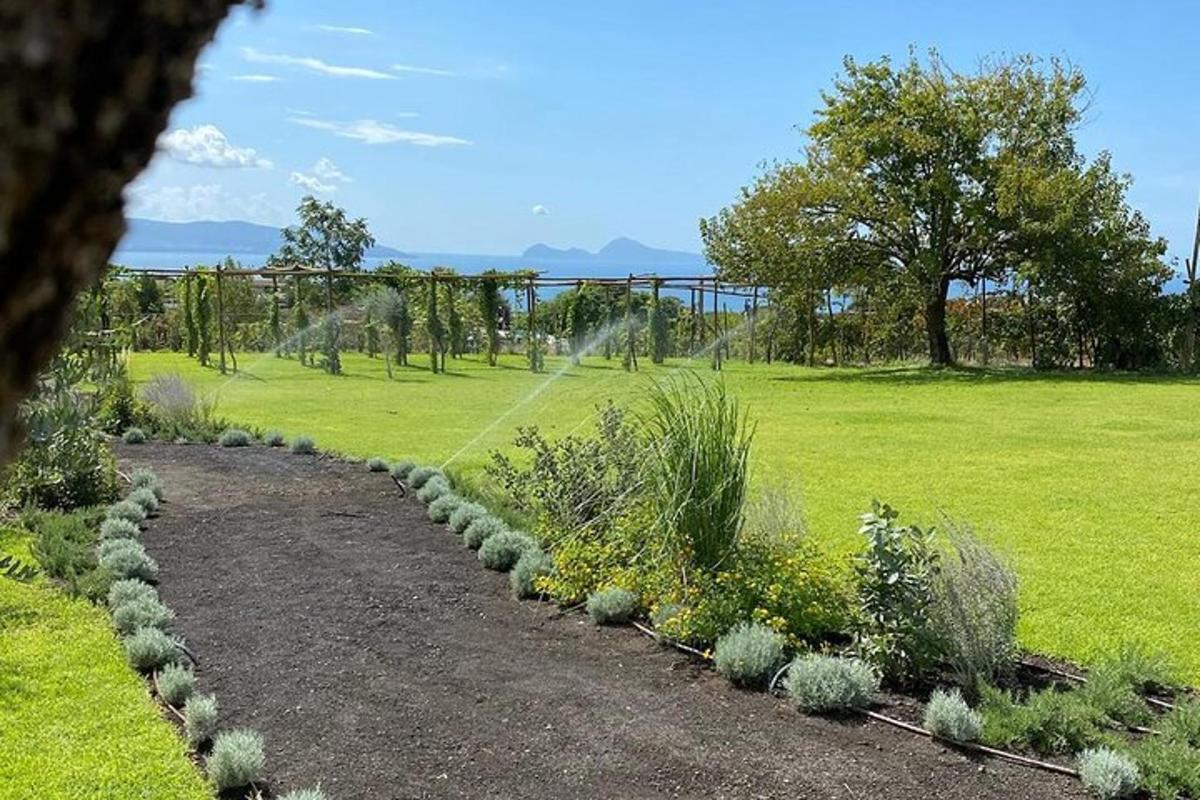 o grădină cu plante și un câmp cu iarbă