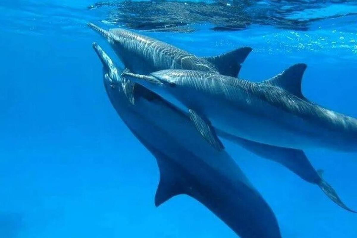 un gruppo di delfini che nuotano nell'acqua
