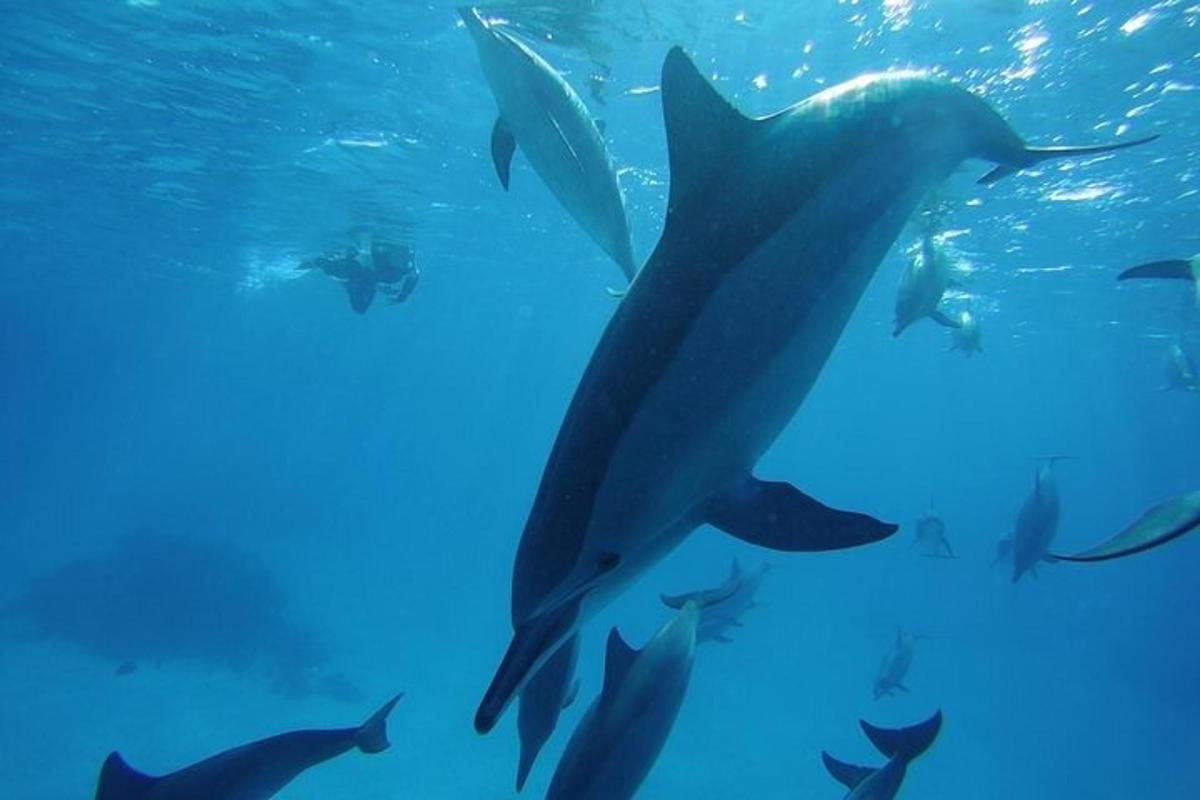 un gruppo di delfini che nuotano nell'acqua