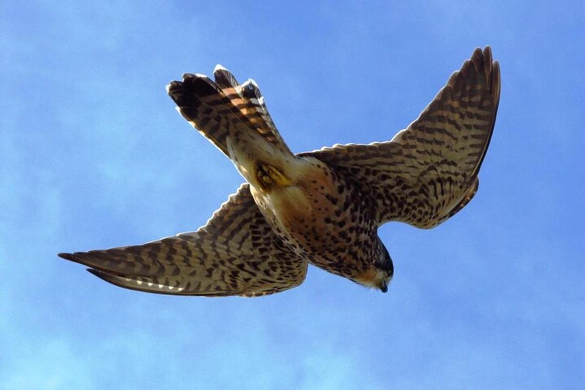 鳥が空を飛んでいる