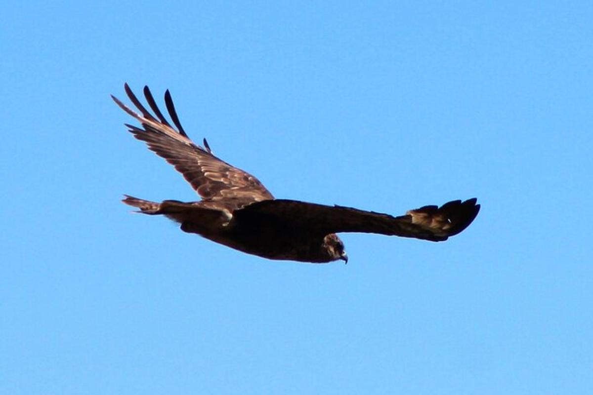 空を飛ぶ大きな鳥
