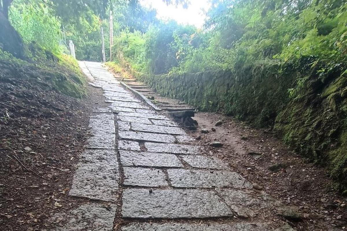 kamenná cesta uprostřed lesa