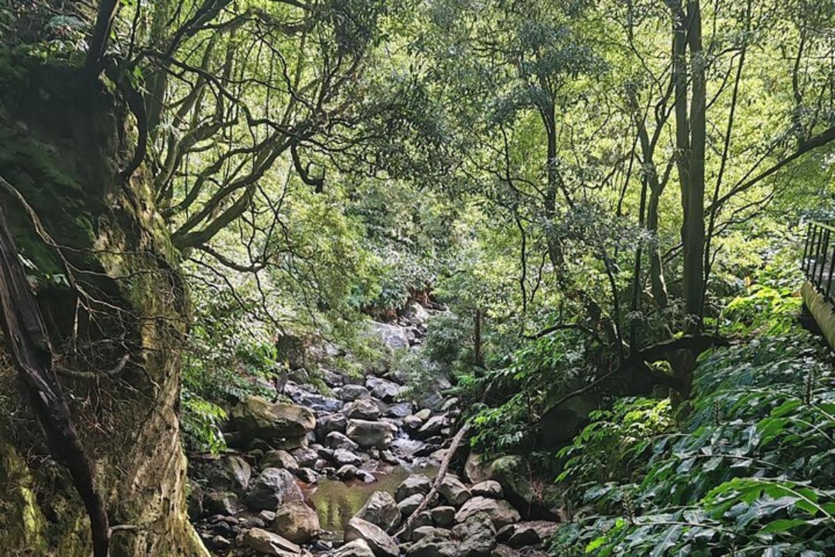 a stream in a forest with rocks and trees
