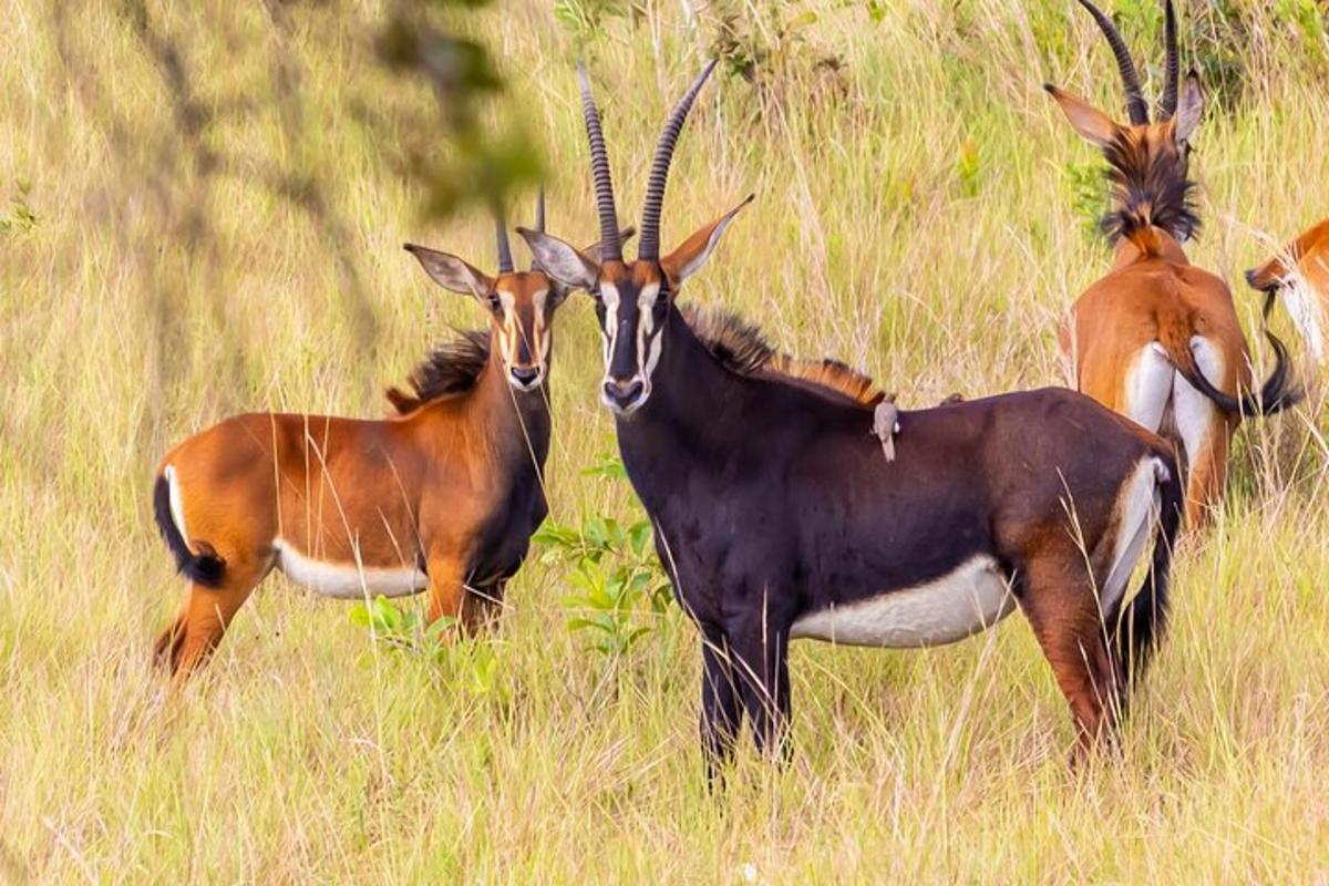 Un grupo de antílopes de pie en un campo