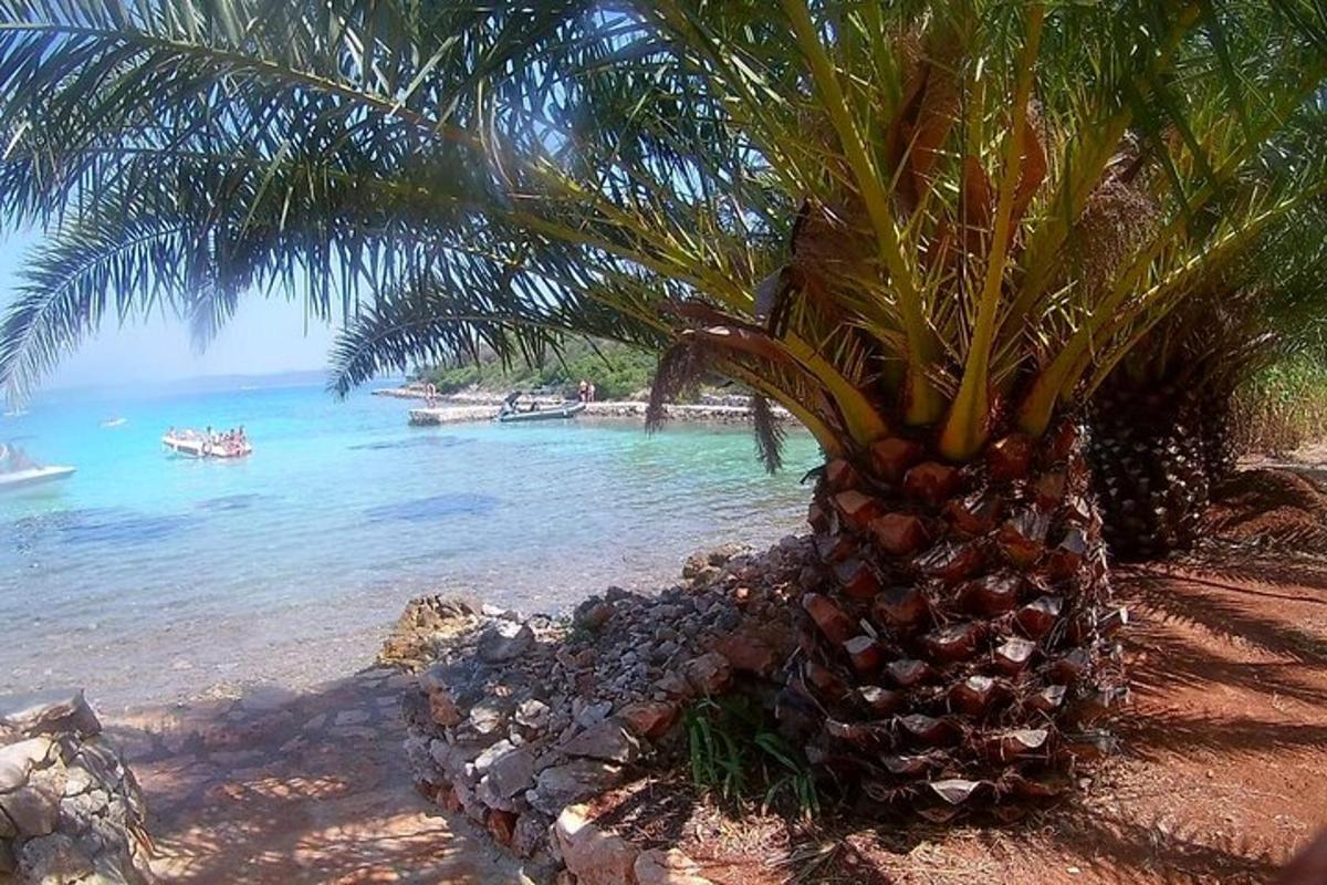una palma sulla riva di una spiaggia