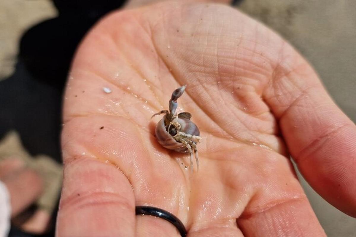 a person holding a baby turtle in their hand