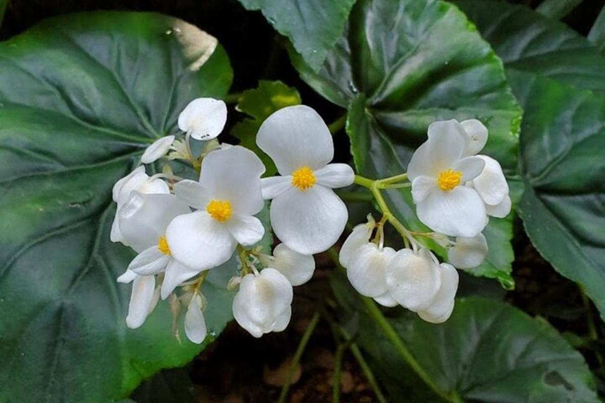 sekumpulan bunga putih dengan daun hijau