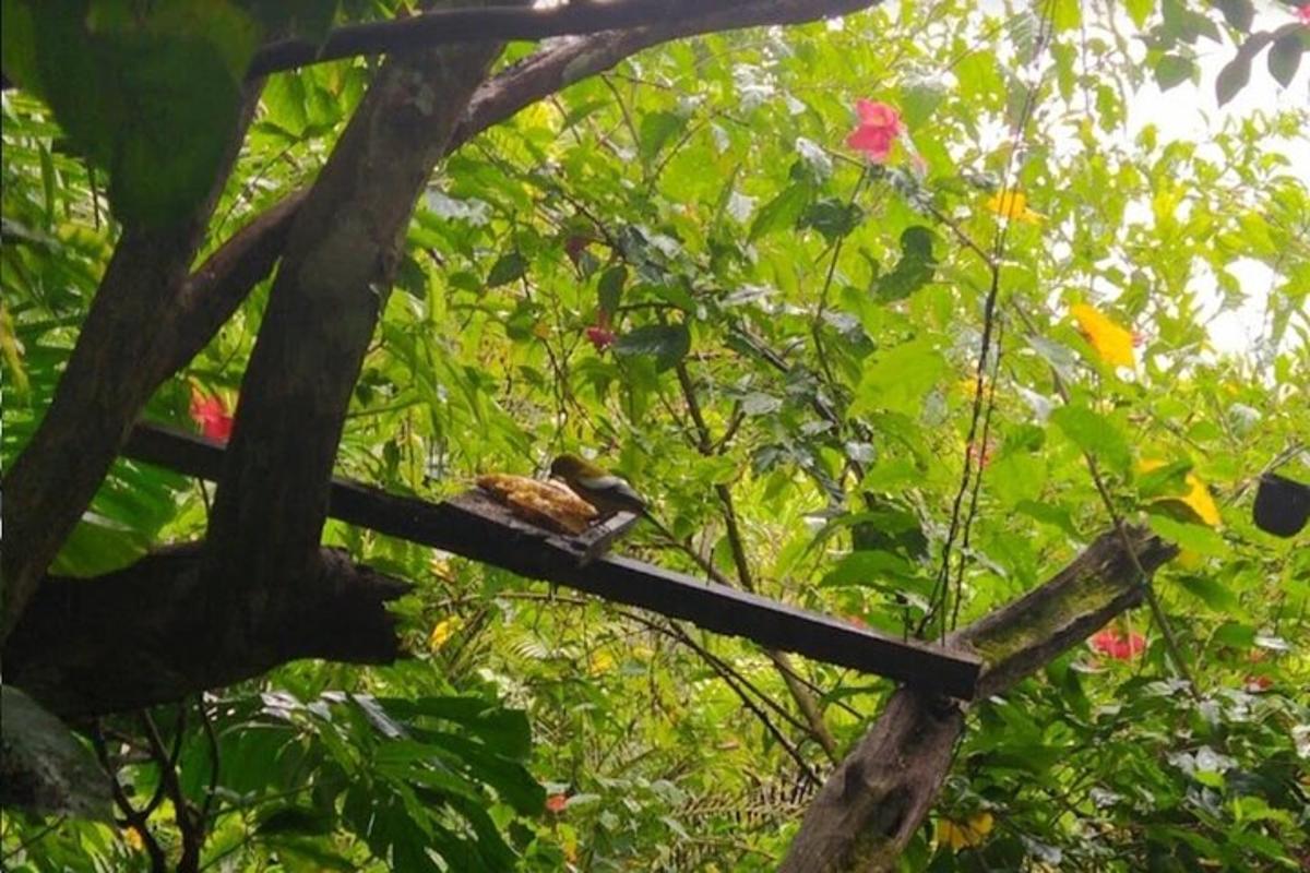 seekor burung duduk di atas dahan pokok