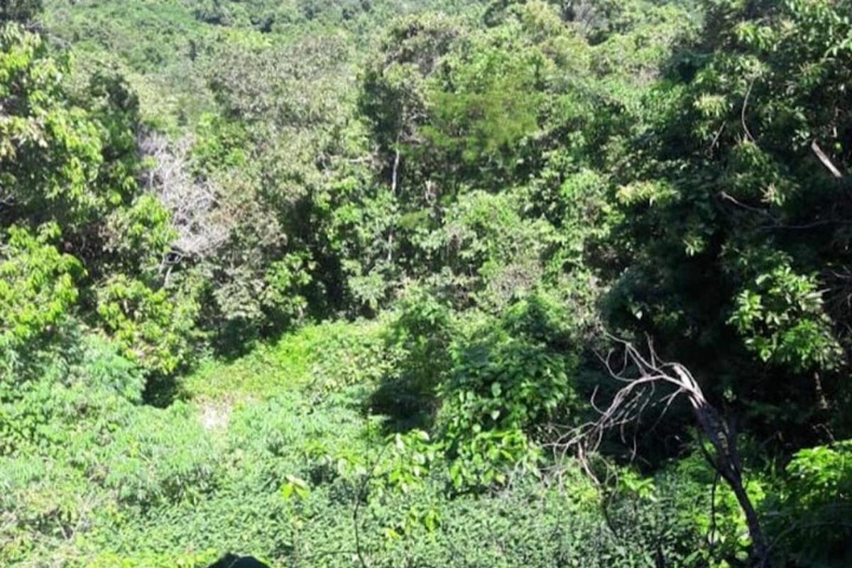 pemandangan atas hutan hijau yang subur
