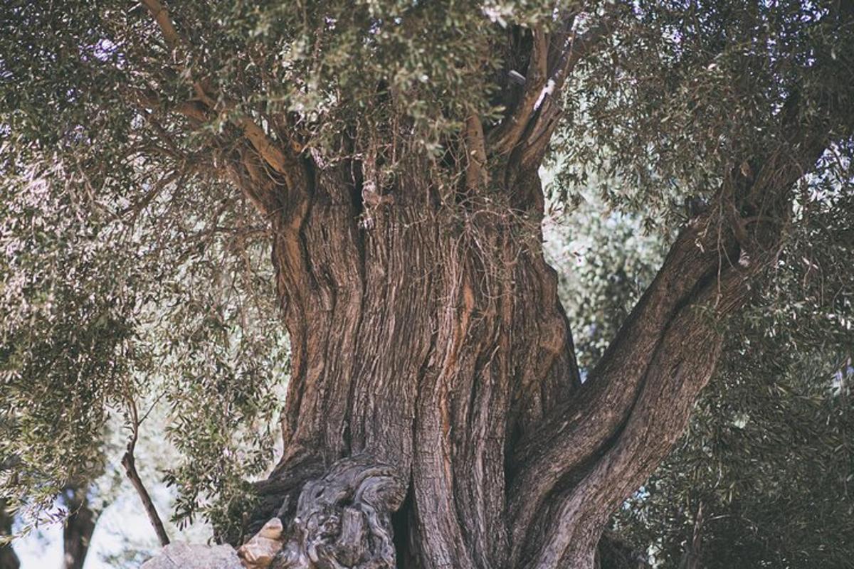gambar dekat pokok besar