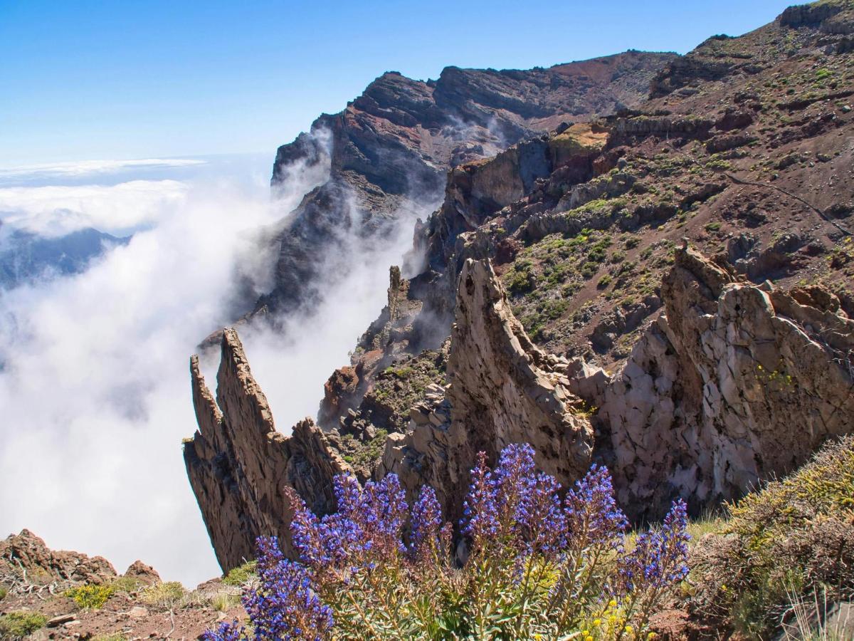 a mountain with purple flowers in the foreground