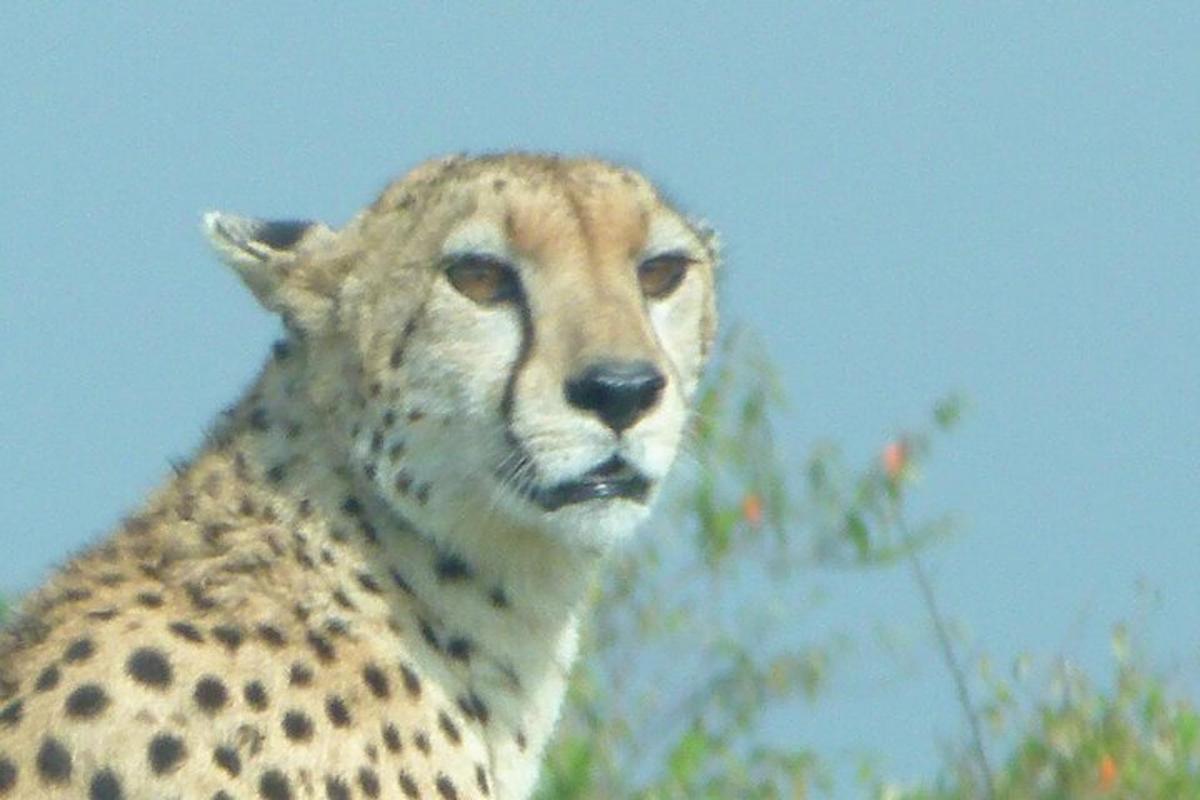 close up muka cheetah