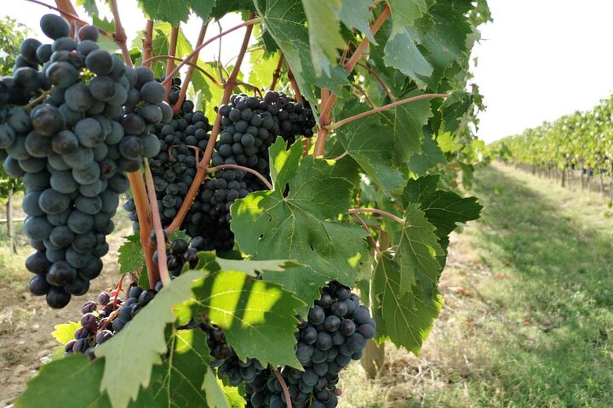 a bunch of black grapes hanging from a vineyard