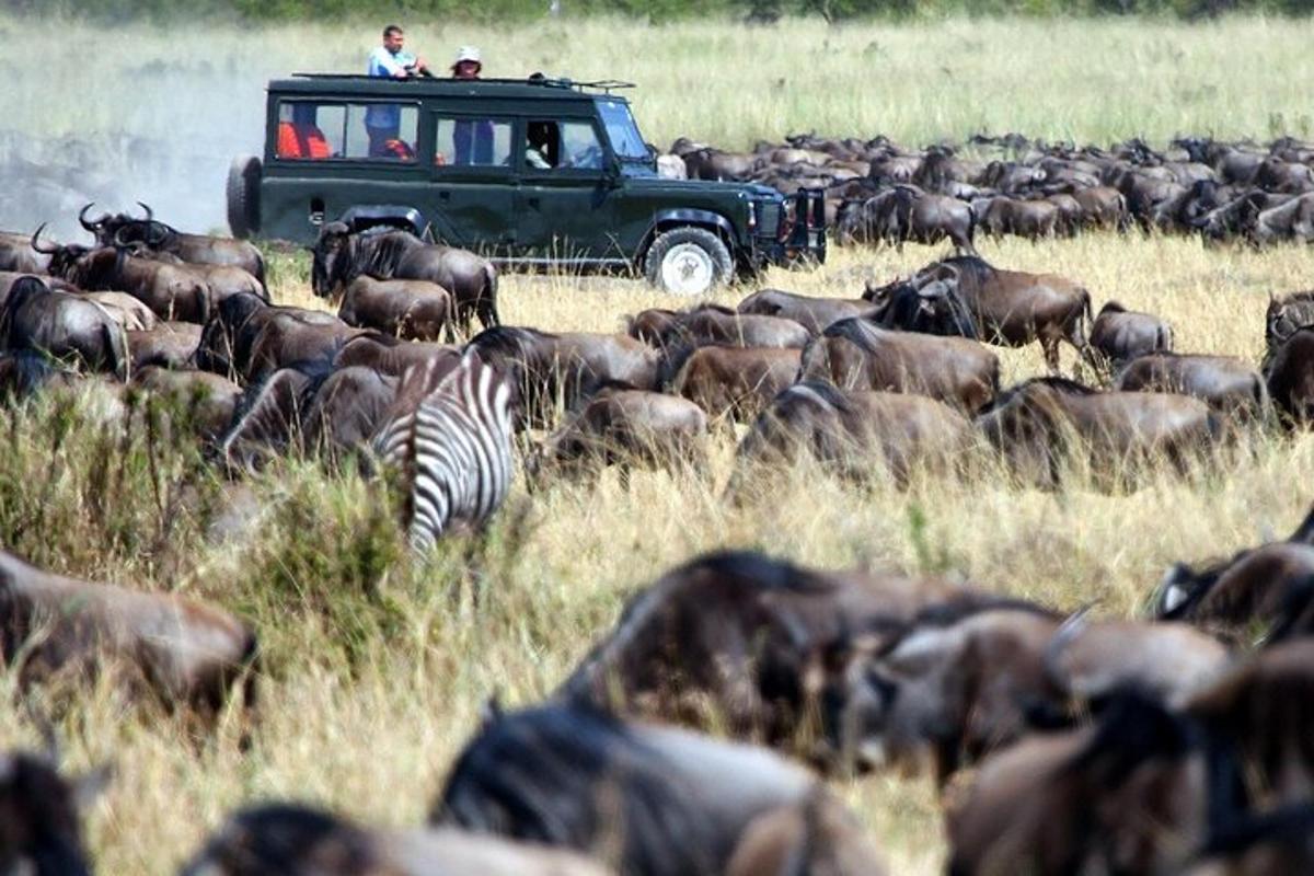 un ramat d'animals en un camp amb un camió verd