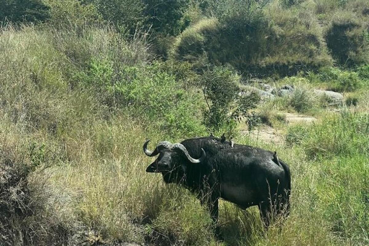 een stier die in een grasveld staat