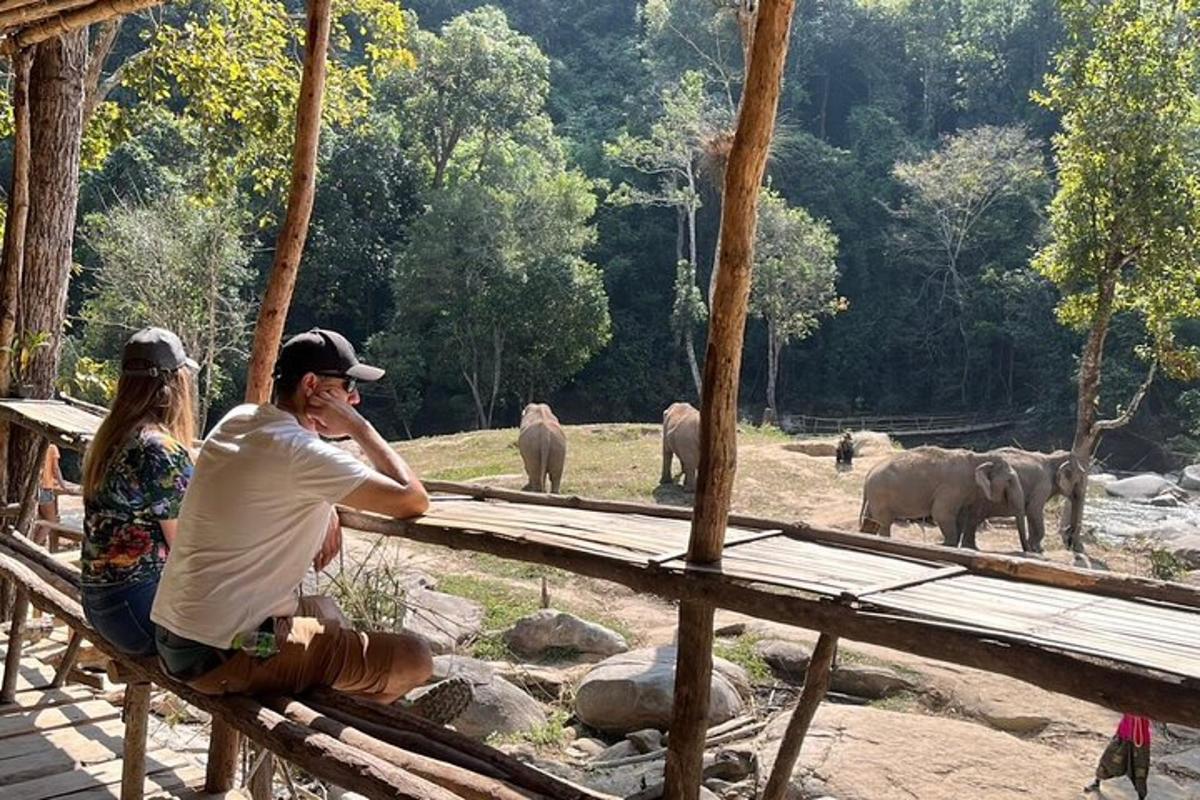 un home assegut en una tanca mirant elefants