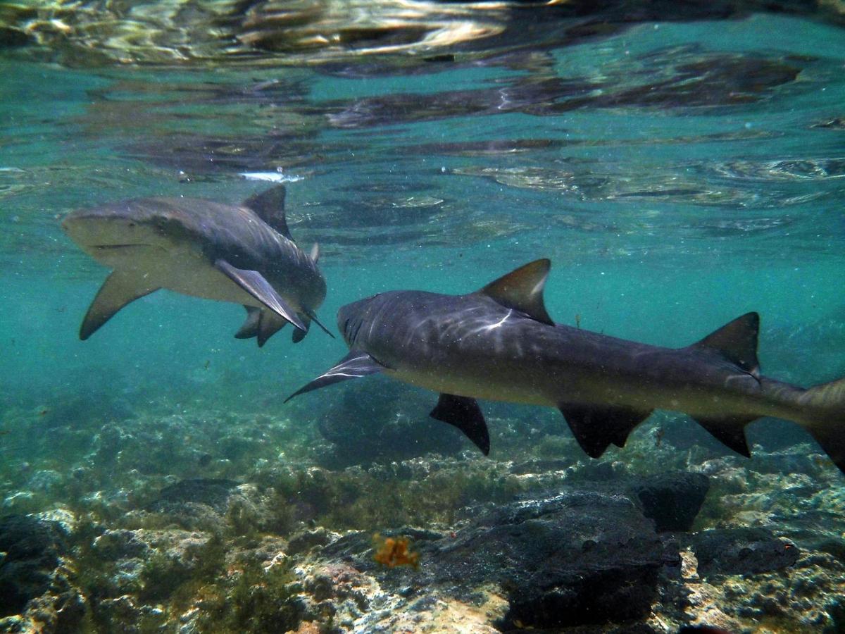 deux requins nageant dans l'eau