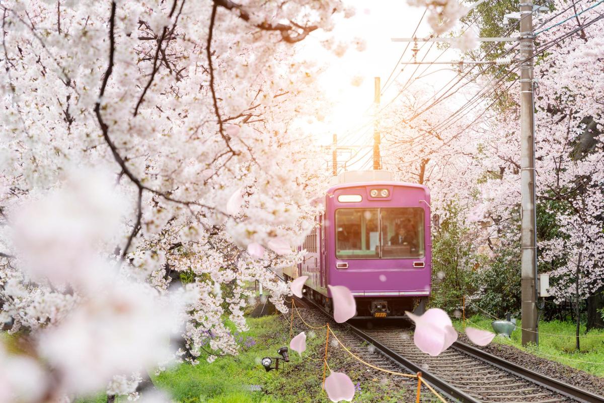 a purple train on the tracks withakura trees