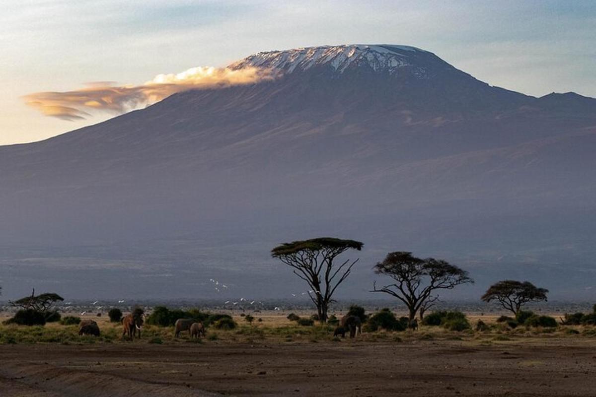 a mountain in the distance with a herd of elephants and trees