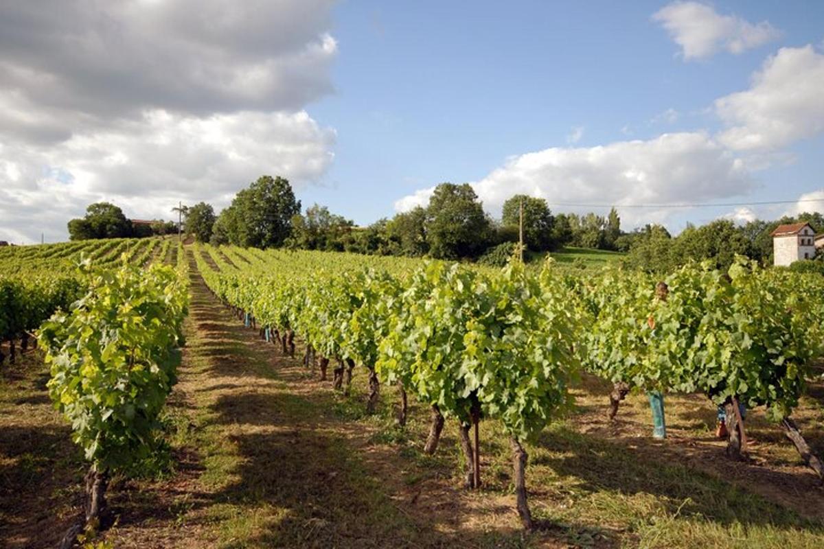 una fila di viti verdi in un campo