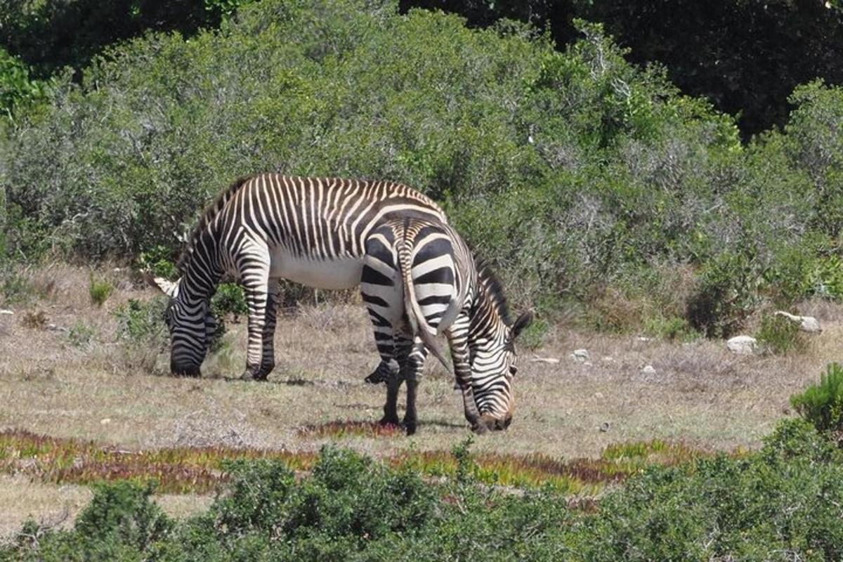 una zebra che pascola sull'erba in un campo
