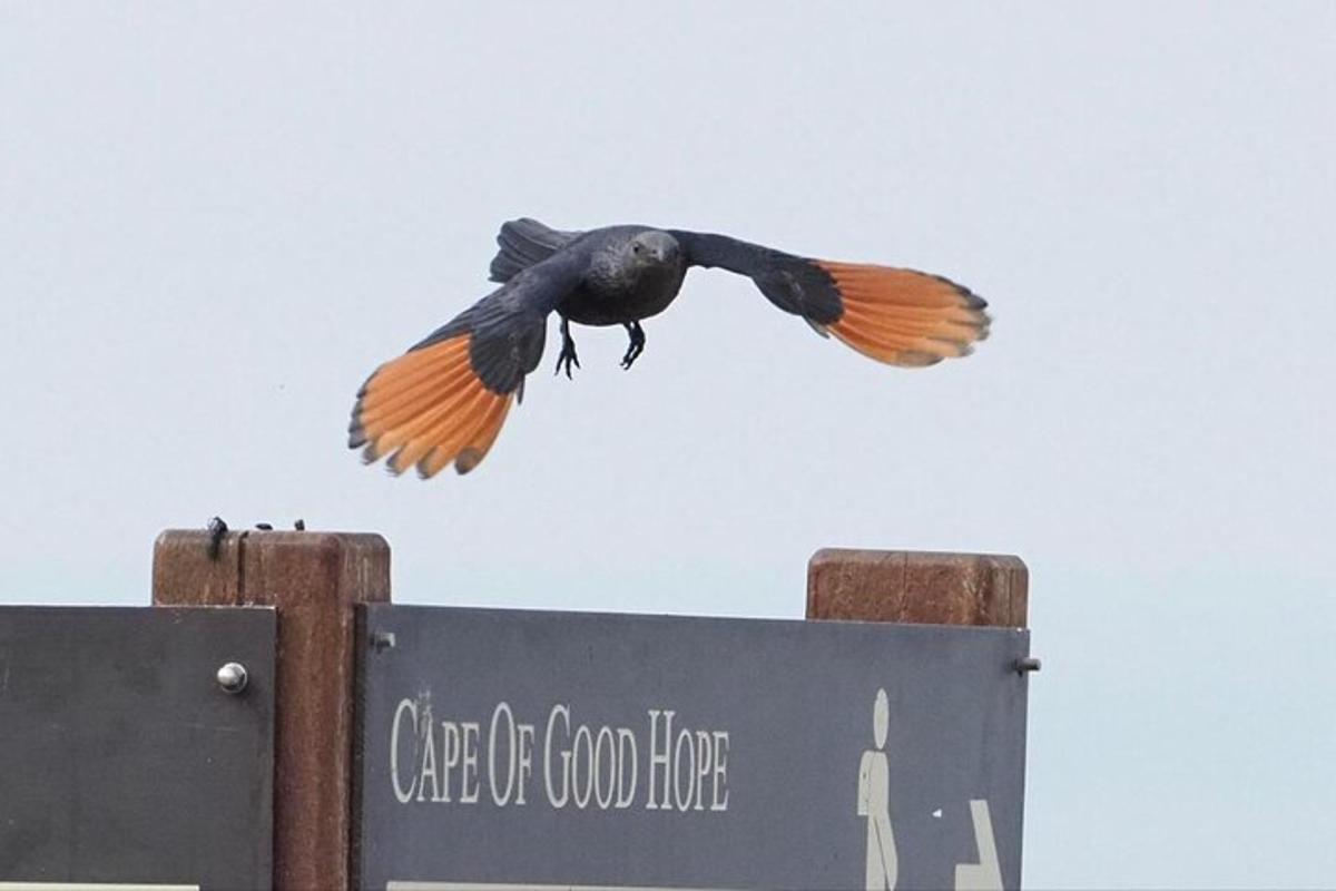 un uccello che vola sopra un cartello nel cielo