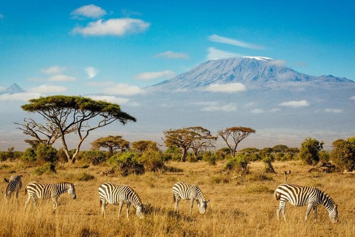 un grup de zebre care pasc pe un câmp cu un munte