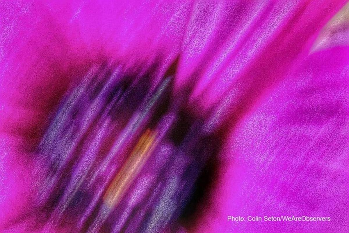 una vista ravvicinata di un fiore rosa