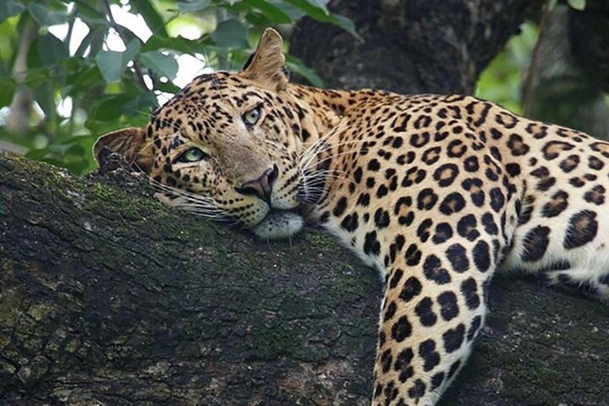 un lleopard està estirat a la branca d'un arbre