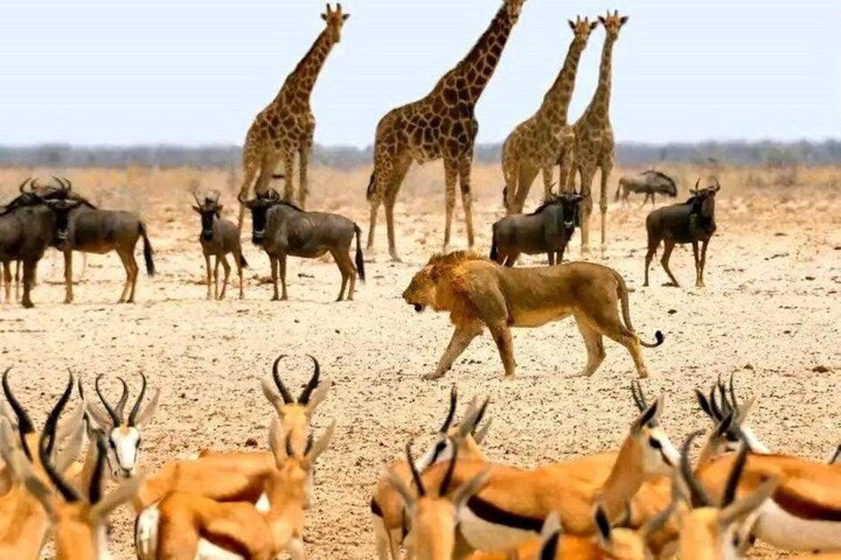 un ramat de girafes i altres animals en un camp