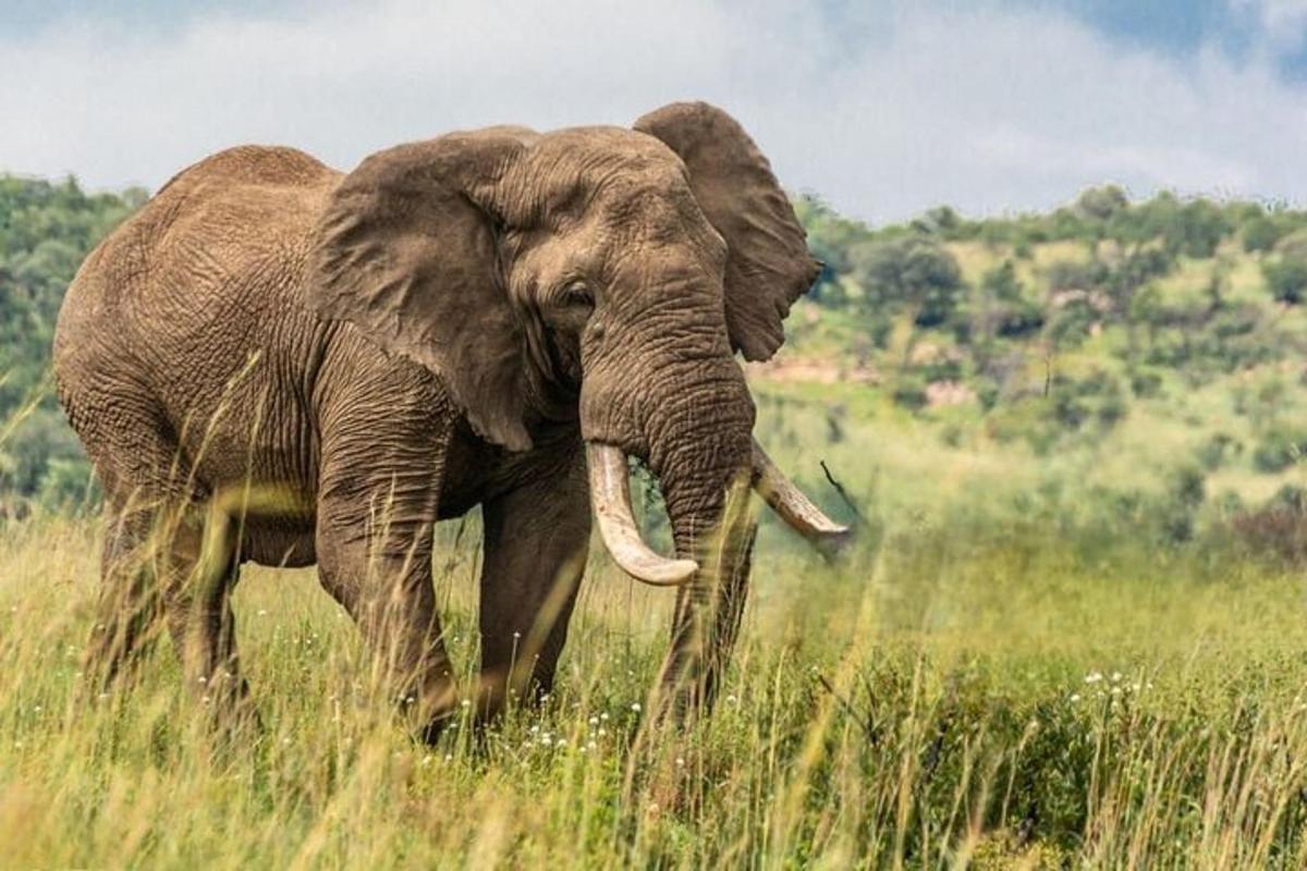 un elefante in piedi in un campo di erba alta
