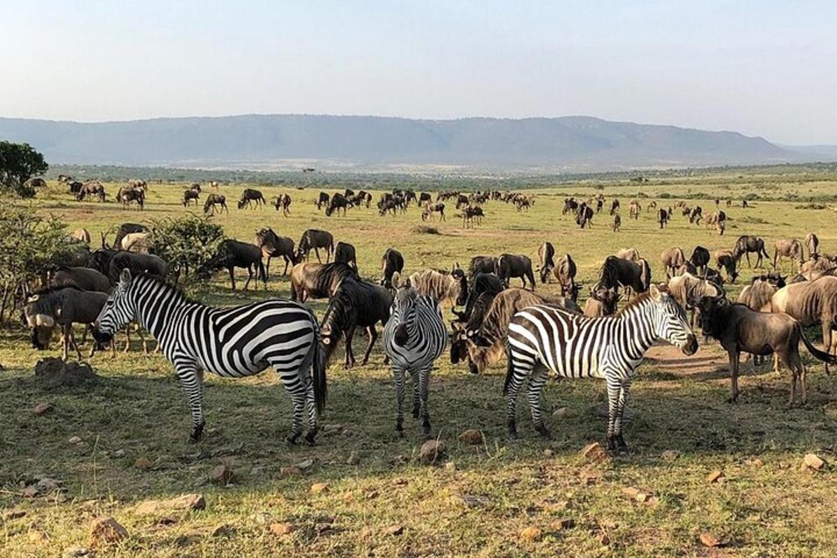 sekumpulan zebra dan haiwan lain di padang