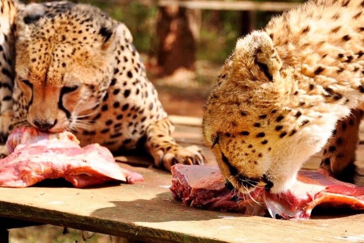 dua ekor cheetah sedang makan daging di atas meja
