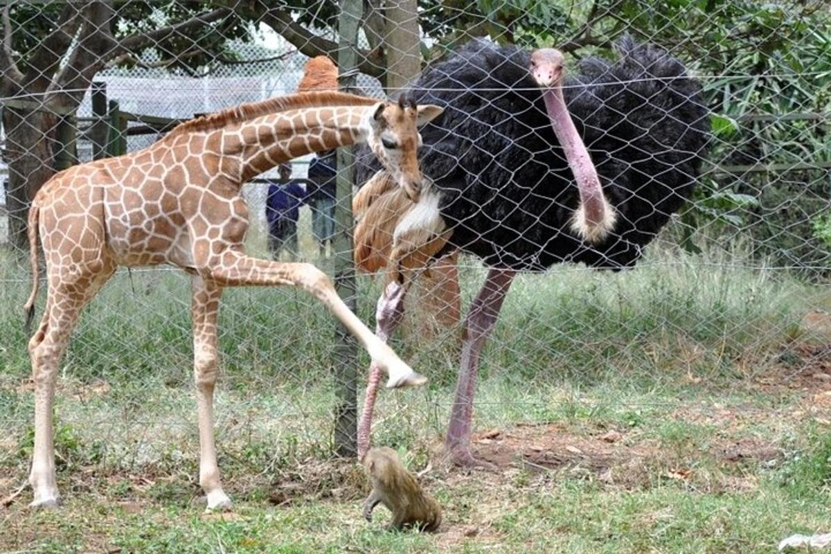 uma girafa e um avestruz ao lado de um macaco
