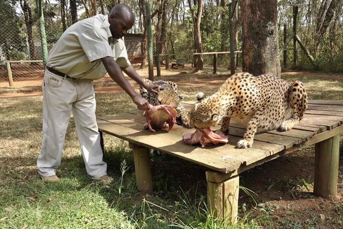 seorang lelaki bermain dengan cheetah di atas meja kayu