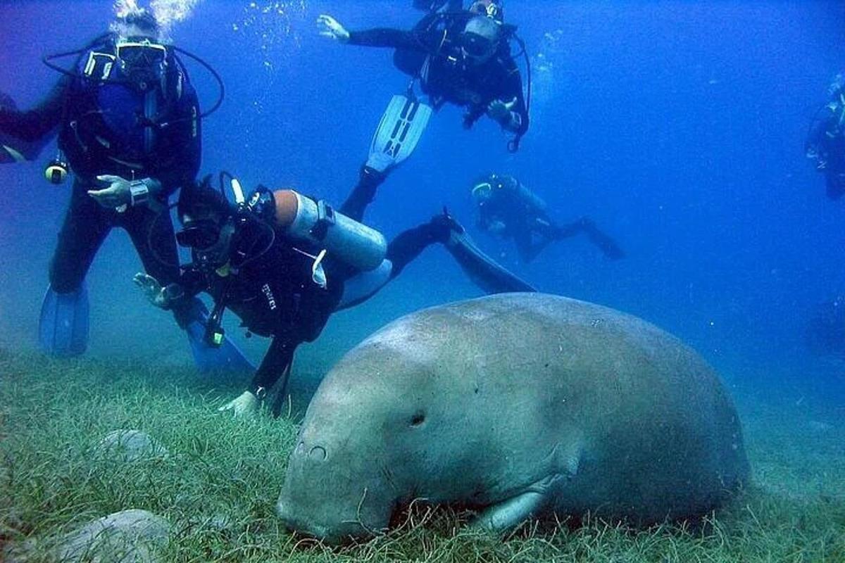 アザラシと一緒に海に潜る人々のグループ
